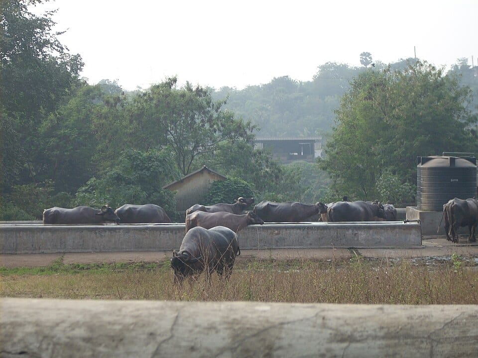 Aarey Milk Colony